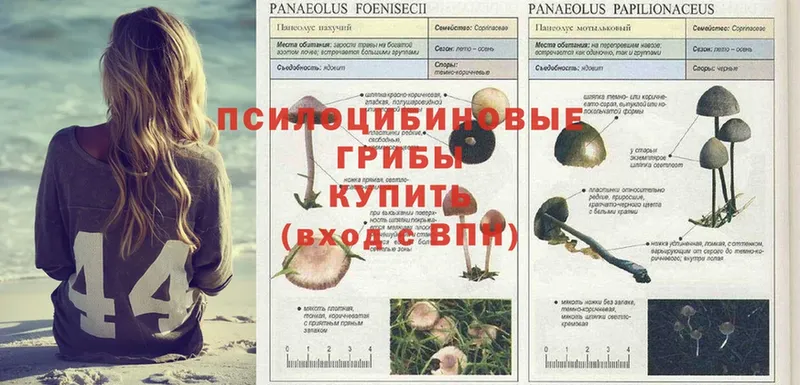 Галлюциногенные грибы Psilocybine cubensis  как найти закладки  hydra как зайти  Гурьевск 